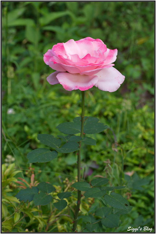 190610 Rose