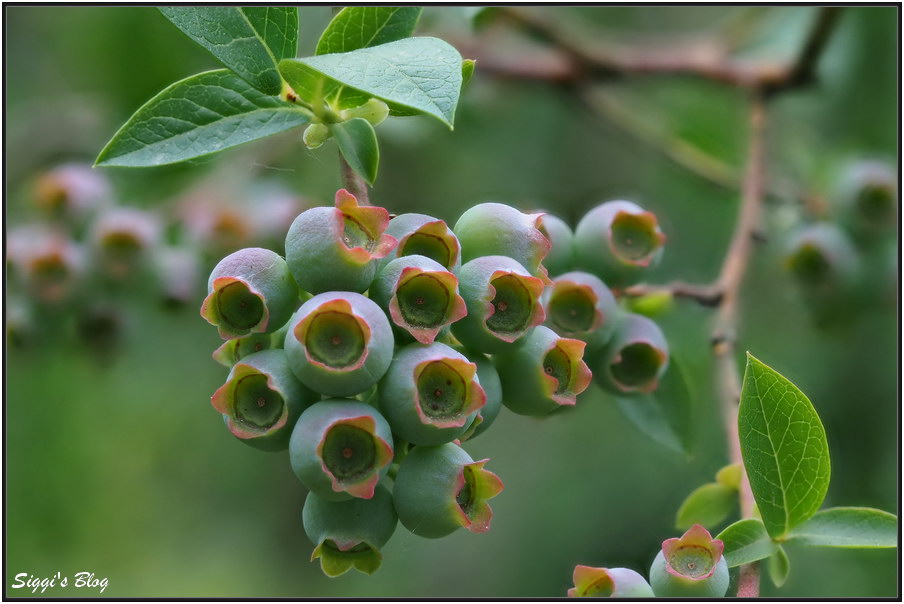 190620 Heidelbeeren