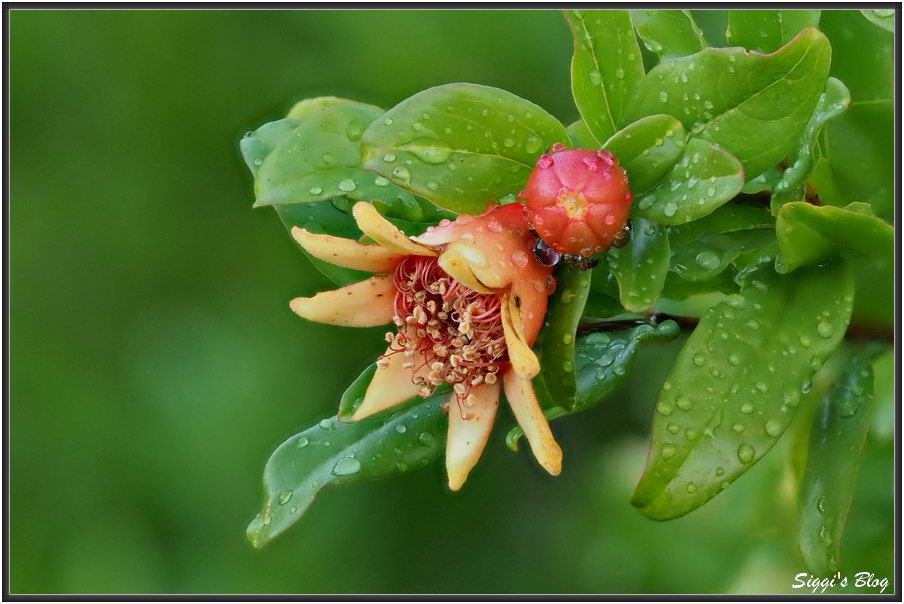 190707 Granatapfel