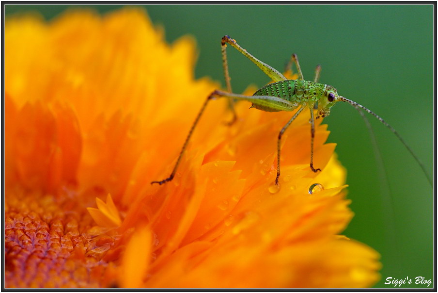 190707 Ringelblume und Heupferdchen