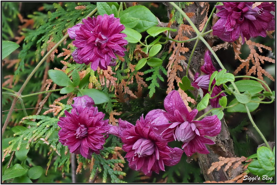190711 Clematis purpurea Plena Elegans