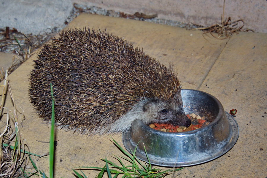 190815 Igel