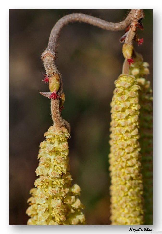 Korkenzieherhaselblüte