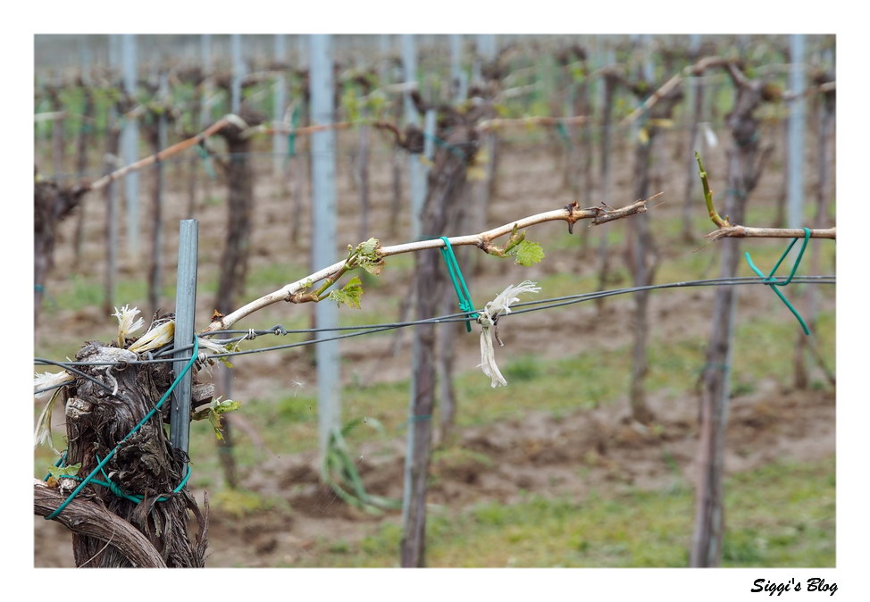 Weinrebe