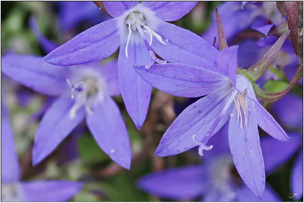 Hängepolster Glockenblume