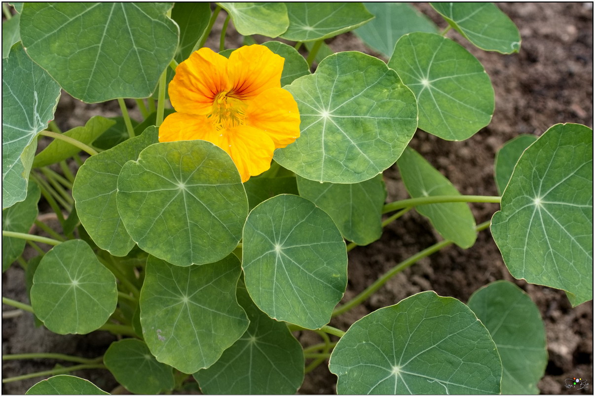 Buschige Kapuzienerkresse