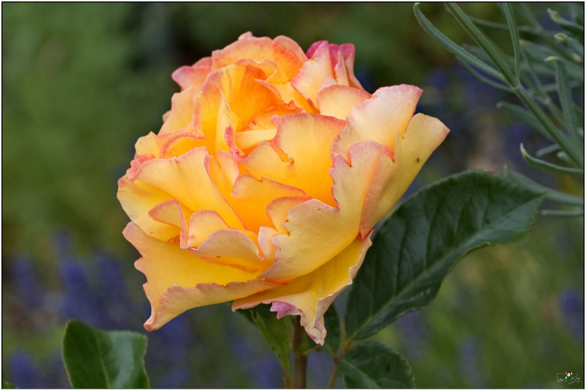 Rose La Parisienne
