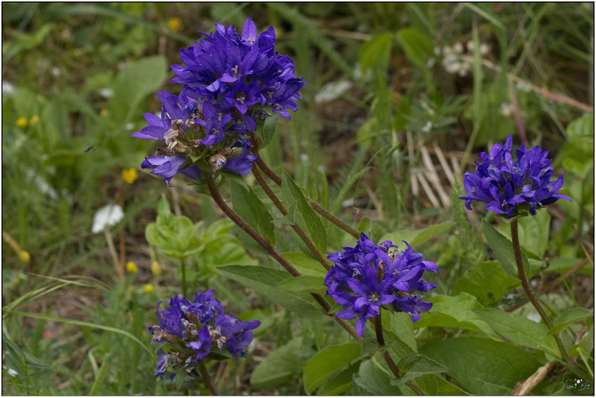 Kneuelglockenblume
