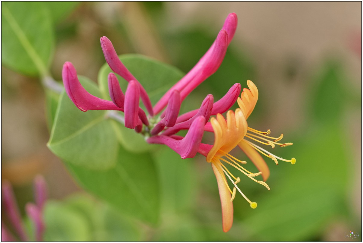 Geissblatt Lonicera heckrottii 'Goldflame'