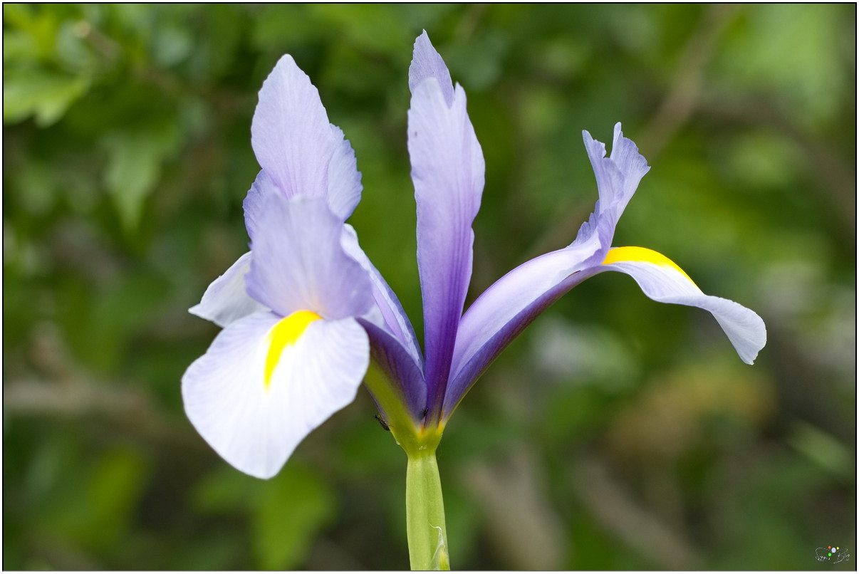 Iris
