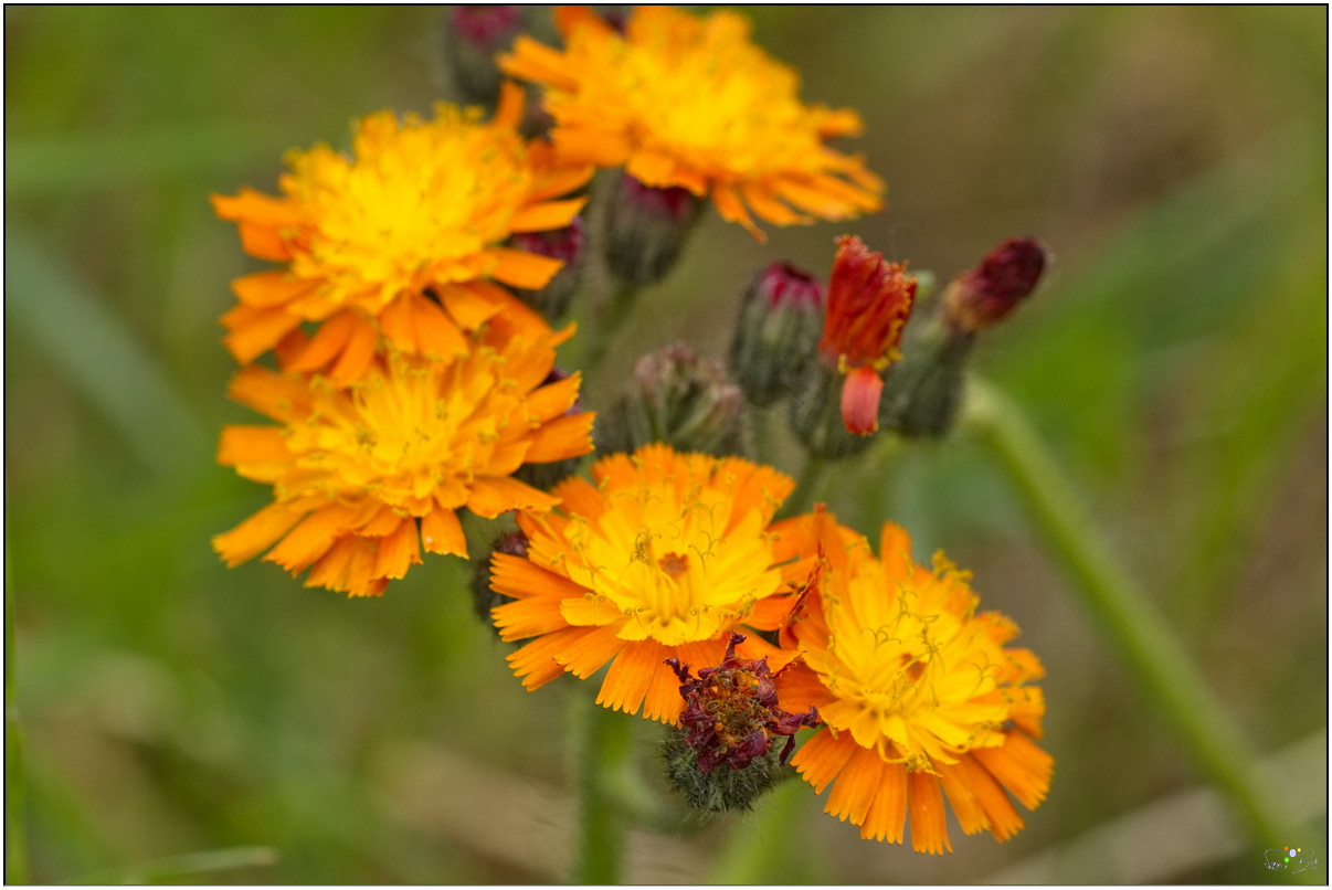 Habichtskraut orange