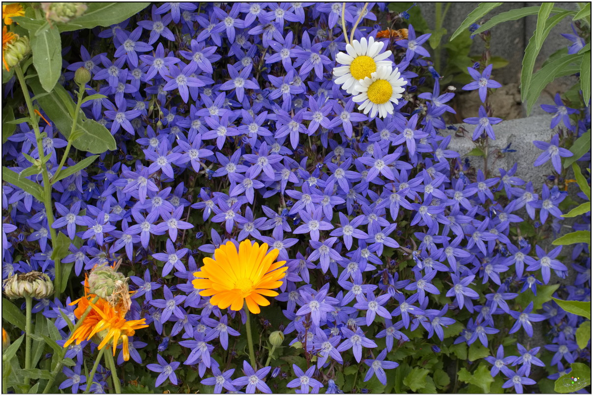 Hängepolster Glockenblume