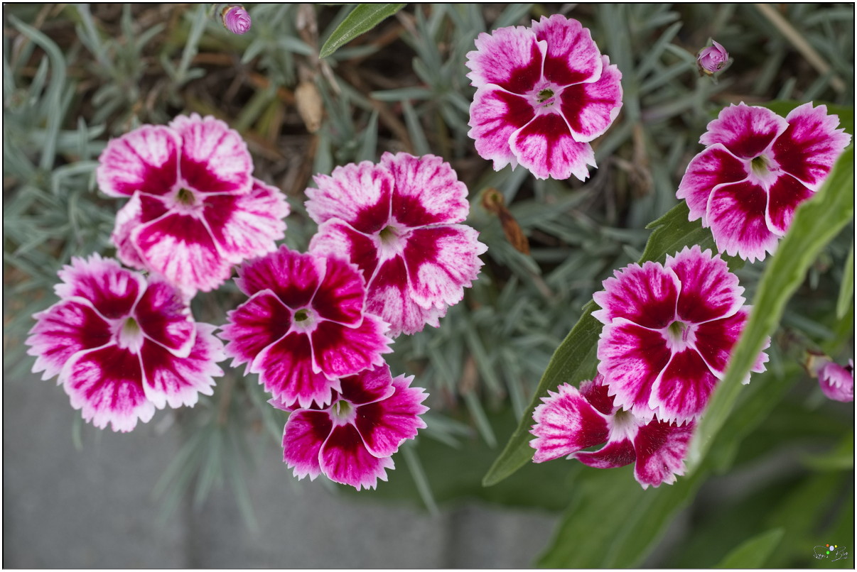 Nelke Dianthus caryophyllus "Flatterburst"