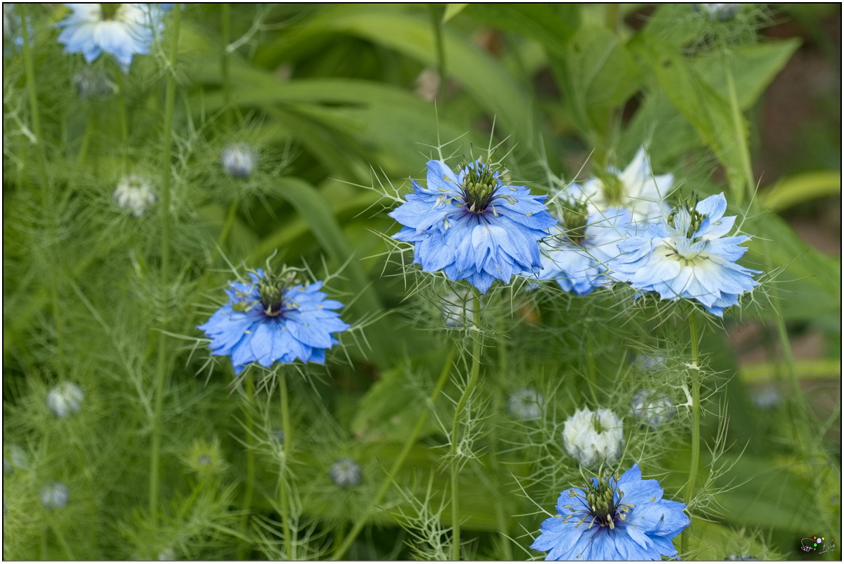 Jungfer im Grünen / Nigella damascena