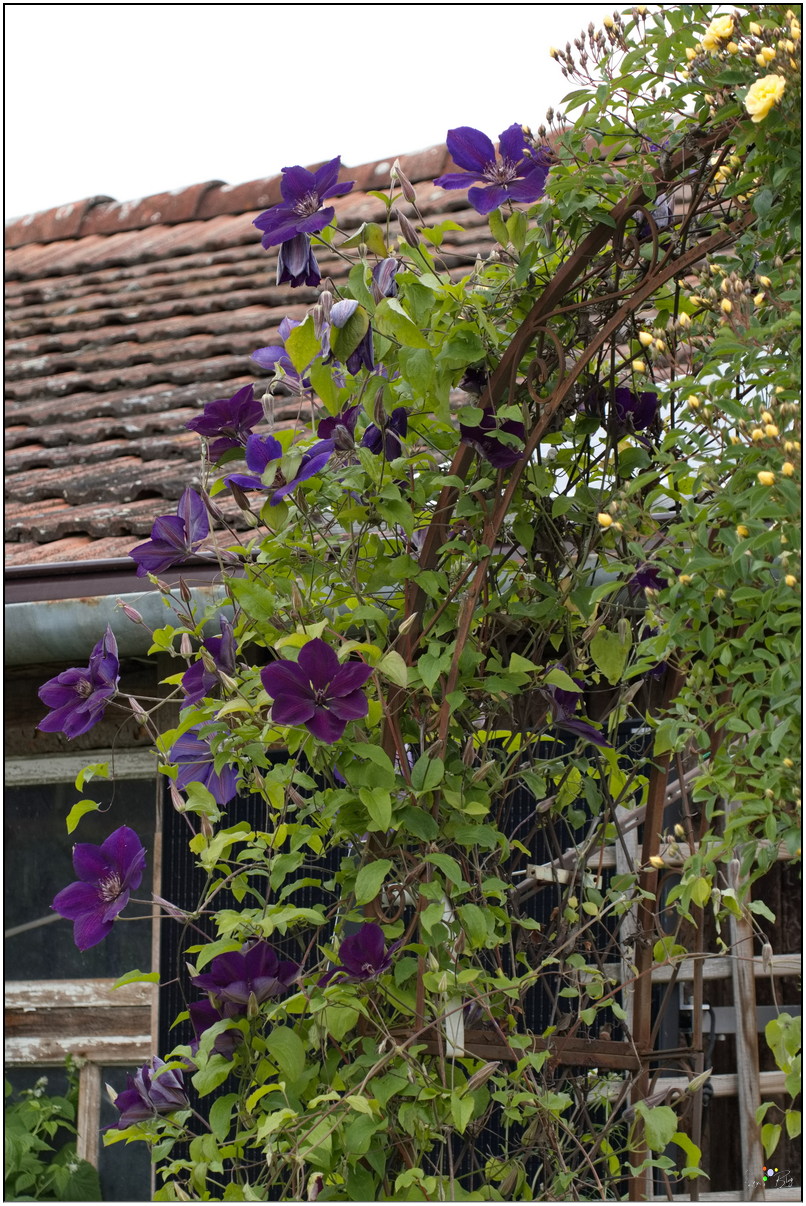 Clematis Jackmanii