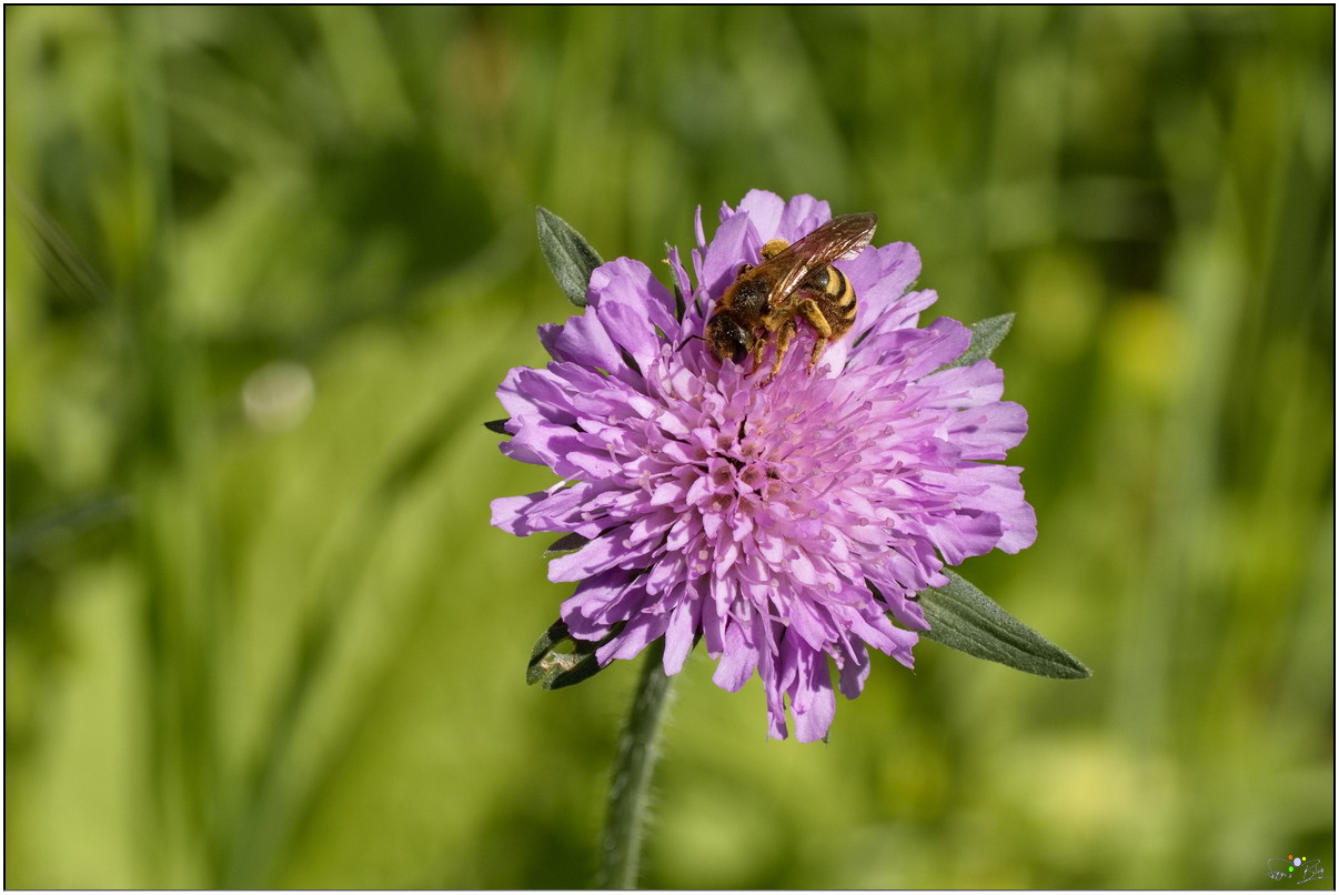 Acker-Witwenblume