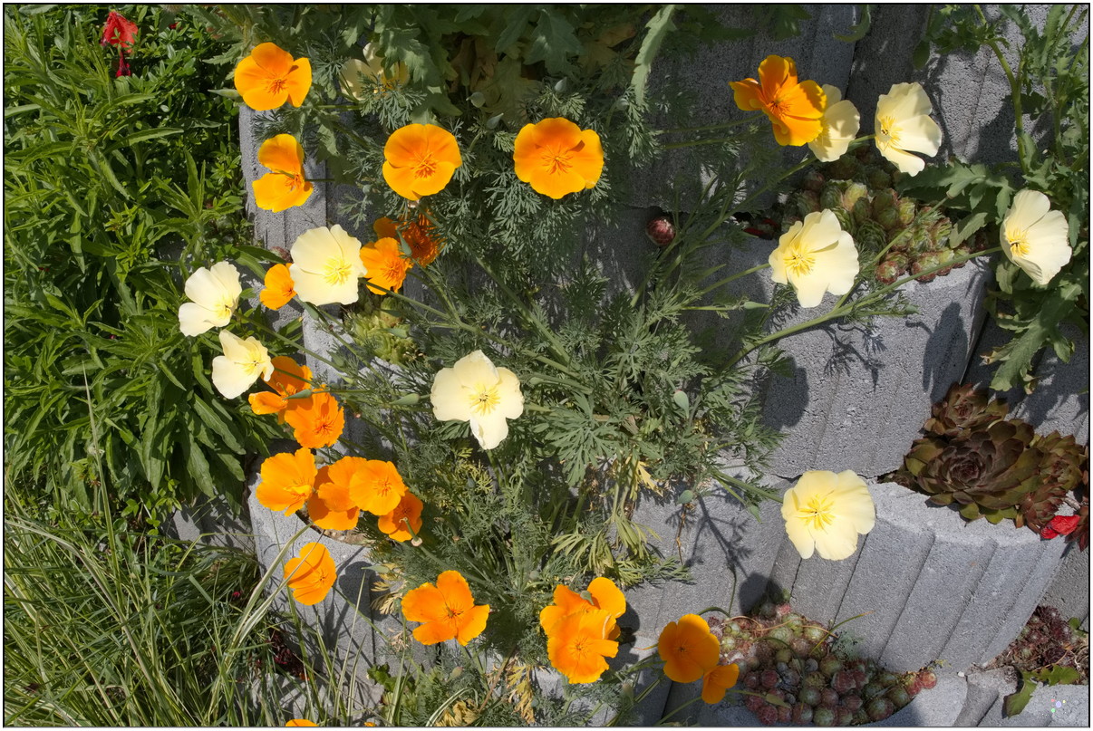Californischer Mohn / Goldmohn