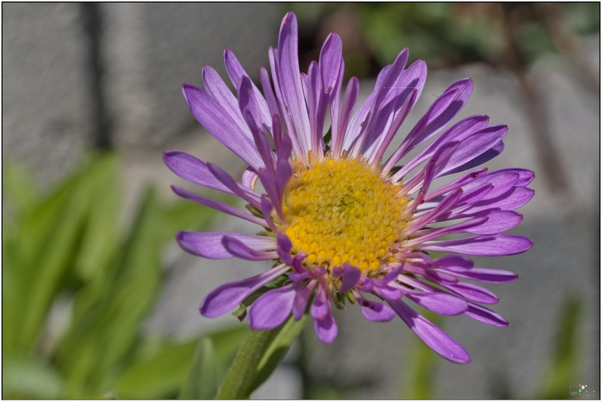 Alpenaster / Aster alpinus Happy End