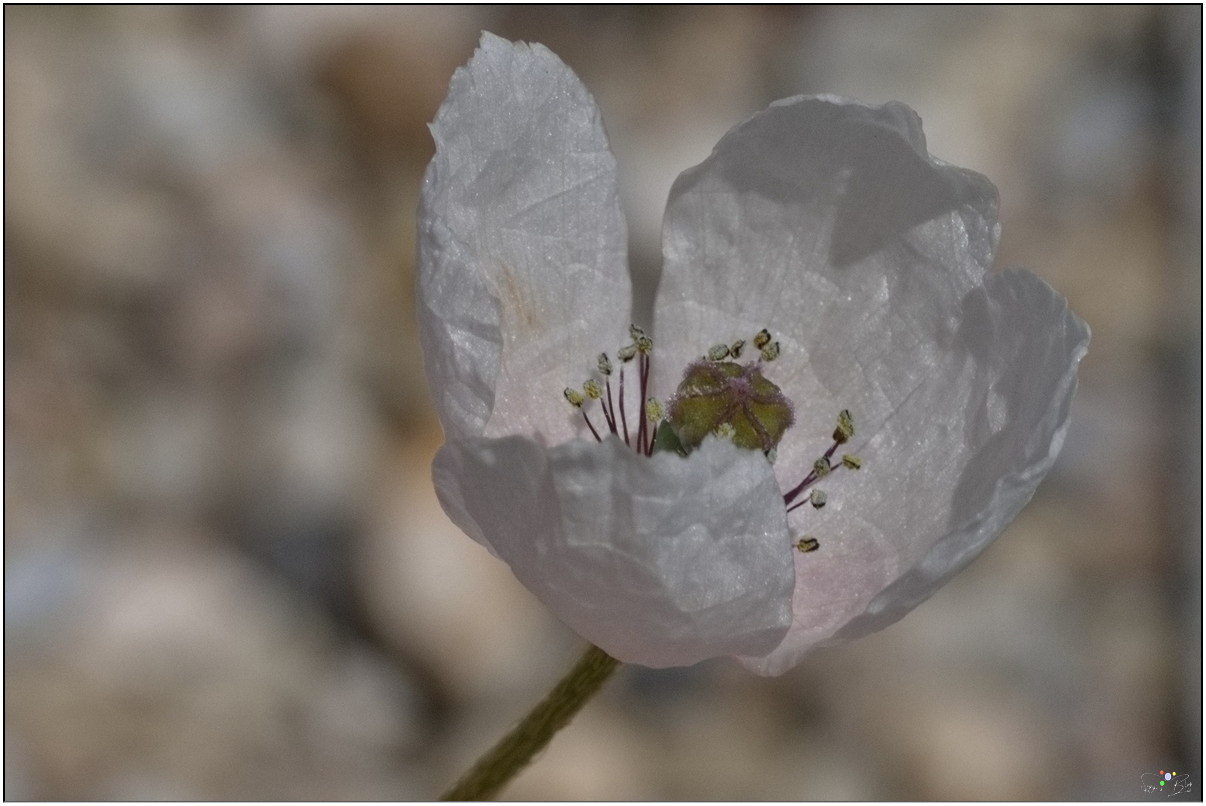 Islandmohn