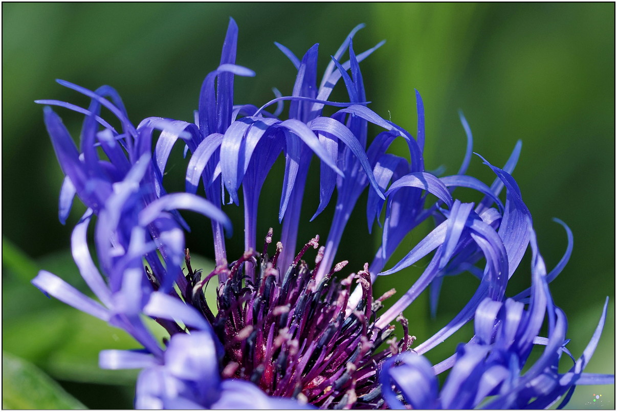 Flockenblume