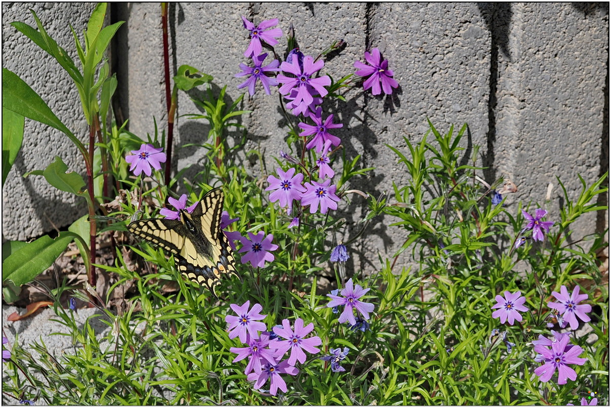 Segelfalter Polsterphlox