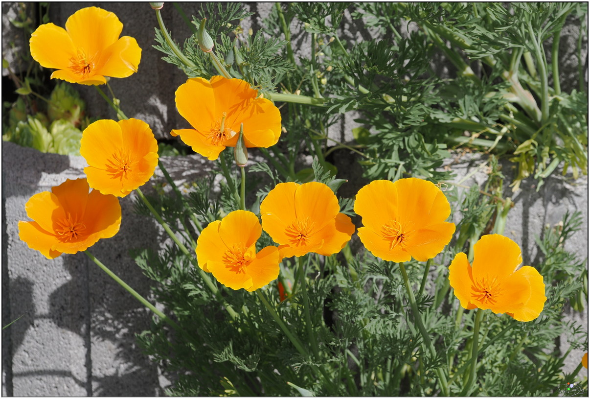 Californischer Mohn