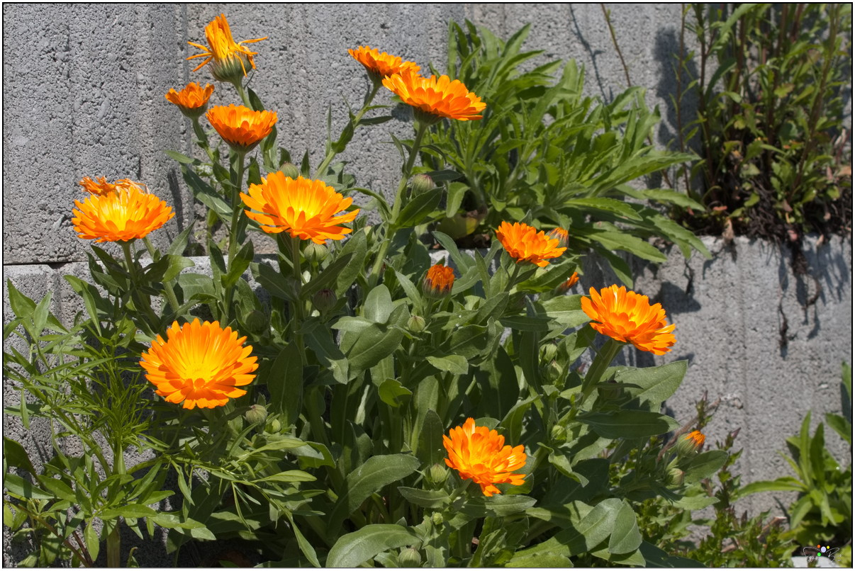 Ringelblumen