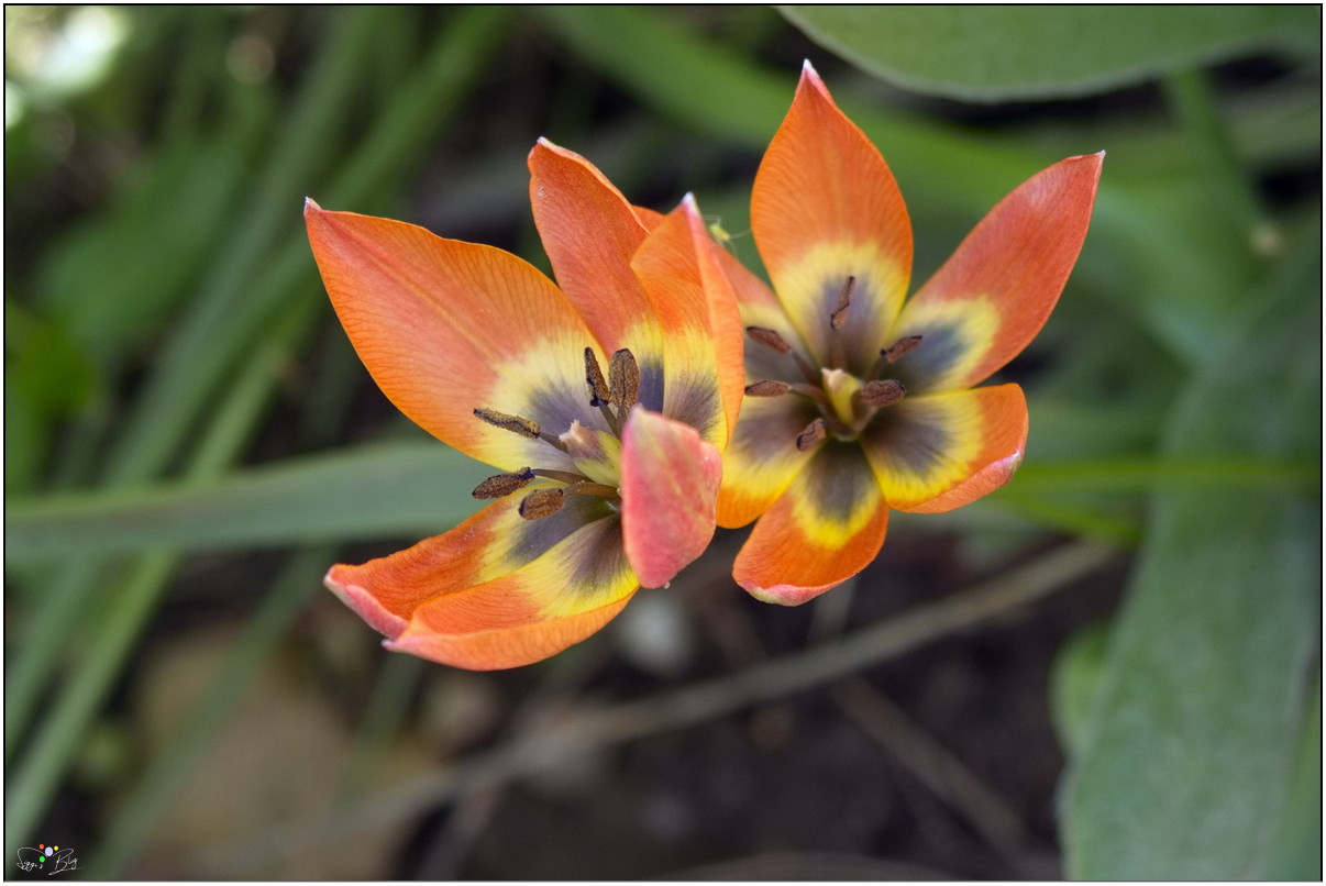 Wildtulpe