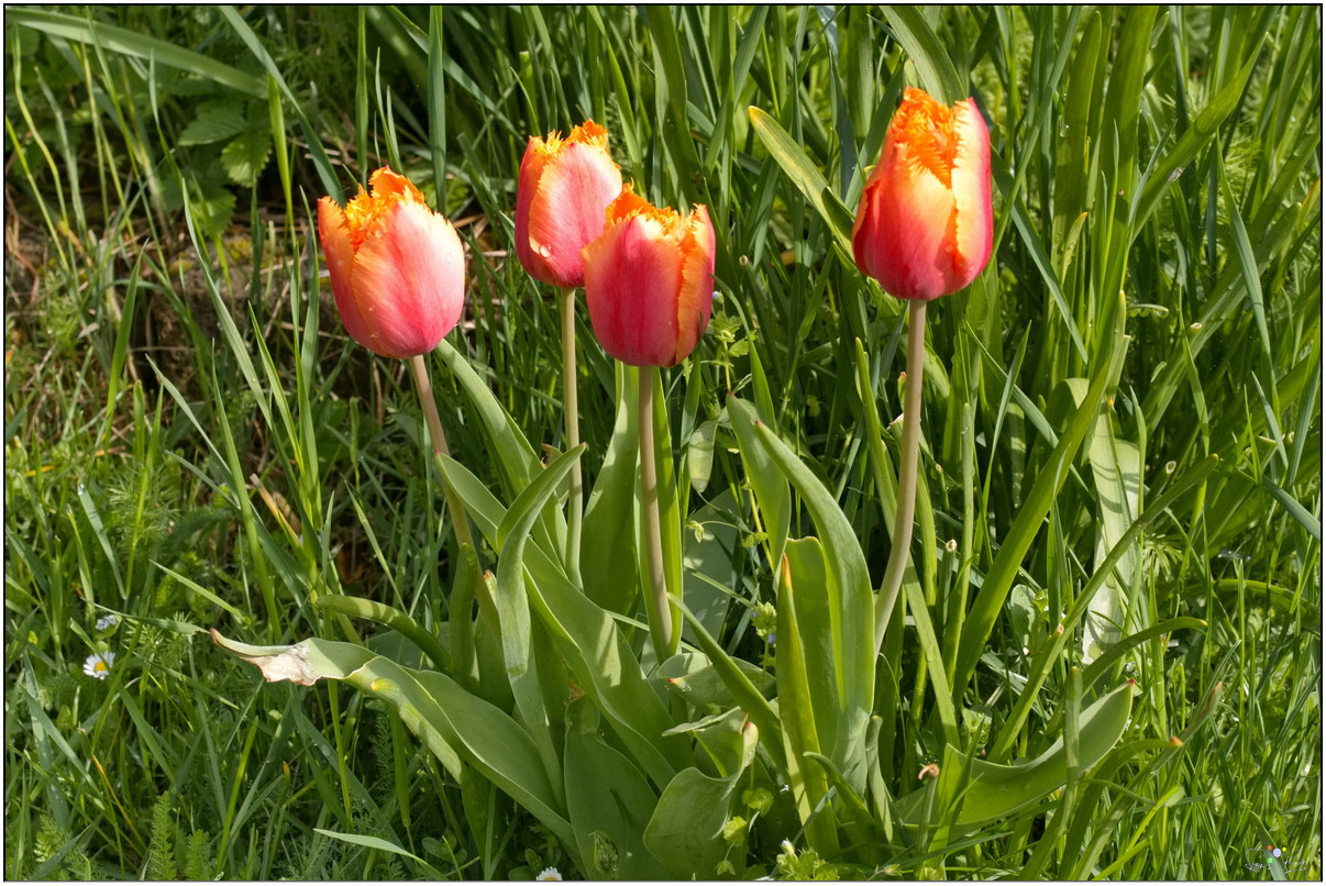 Gefederte Tulpen