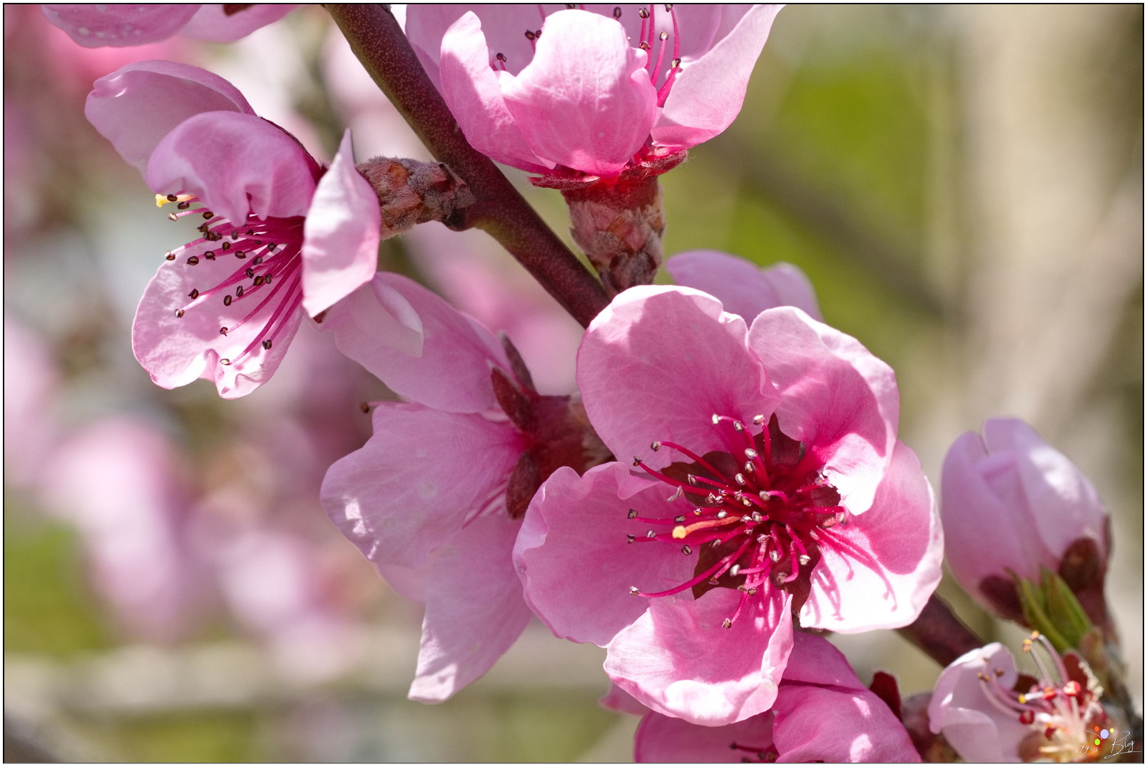 Pfirsichblühte Weingartenpfirsich