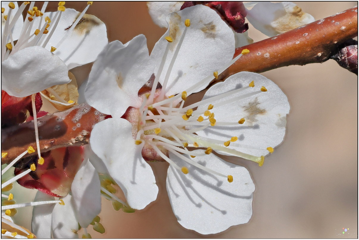 Marillenblühte