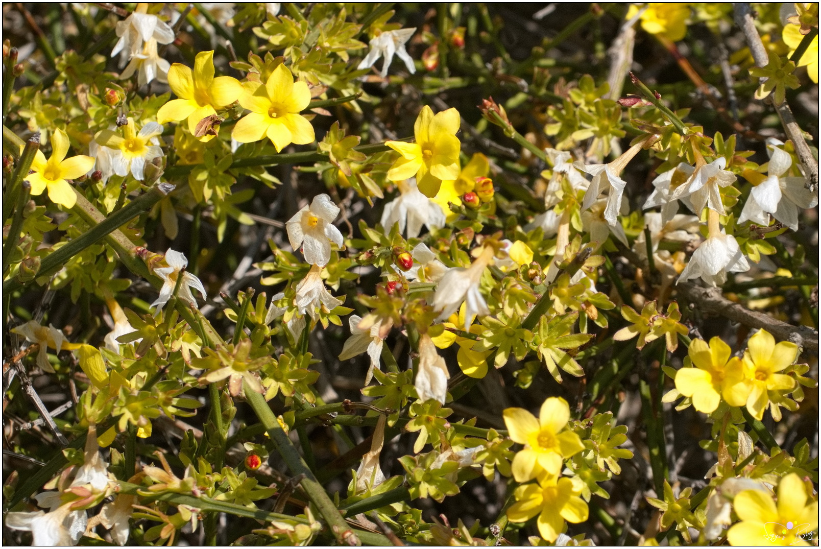 Winterjasmin