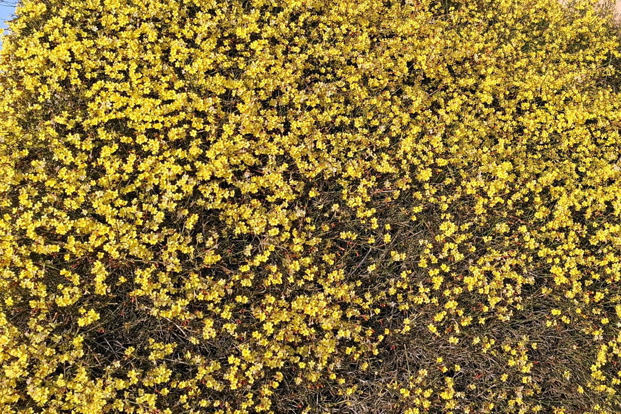 Winterjasmin
