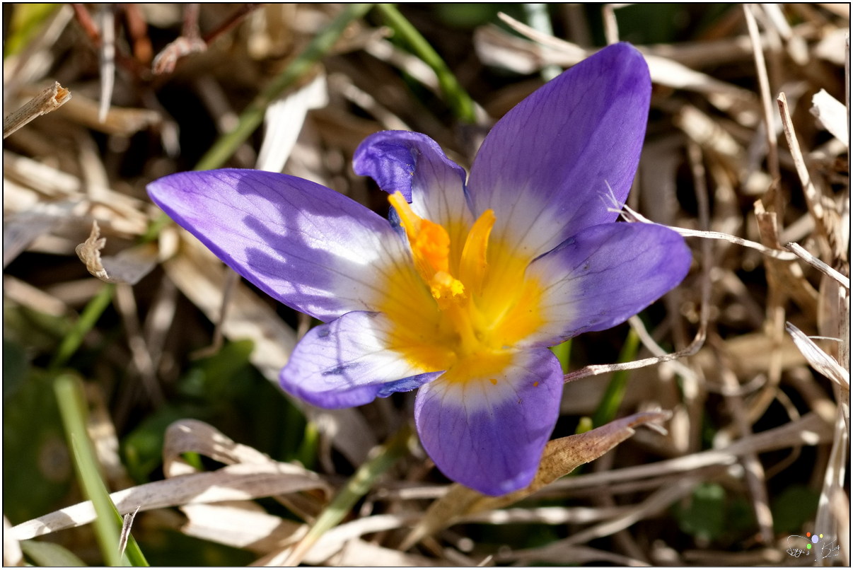 Krokus