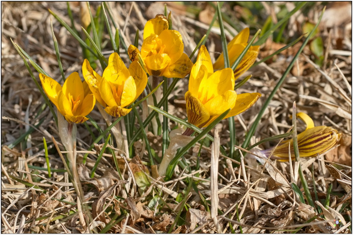 Krokus
