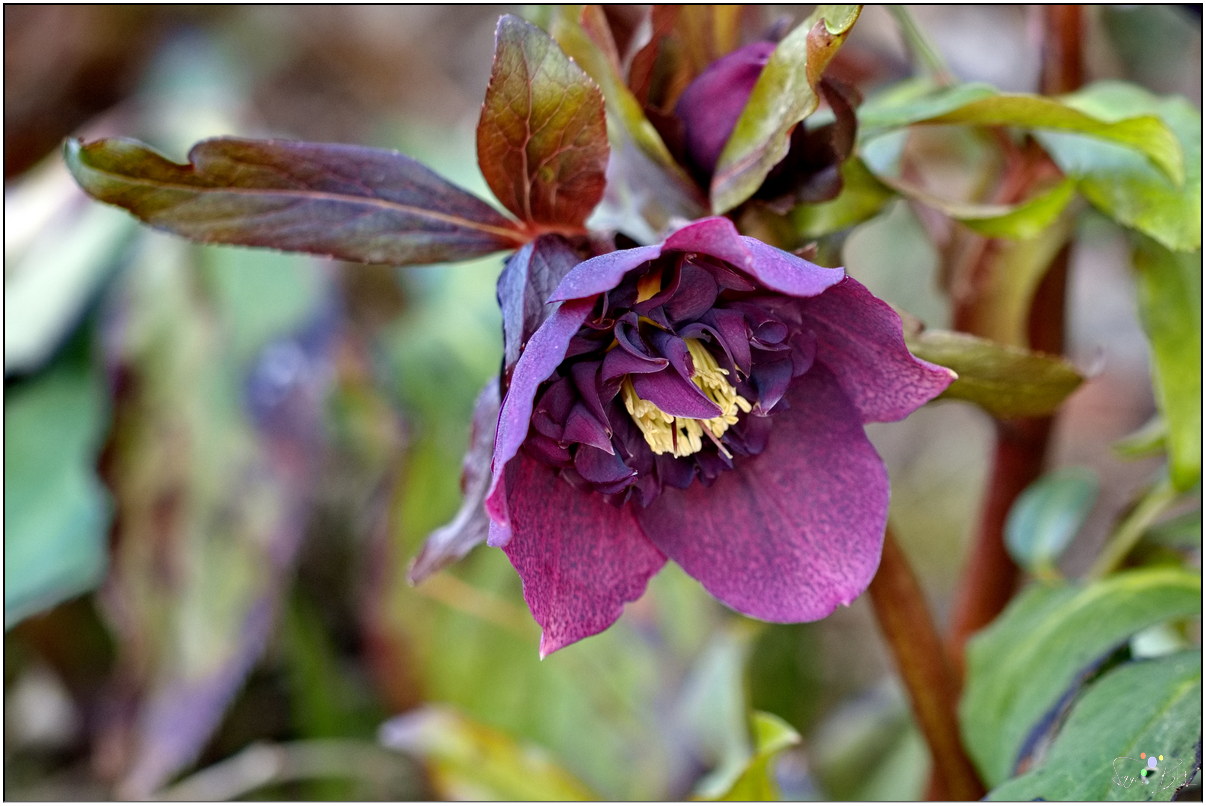 Schneerose "Frost Kiss"