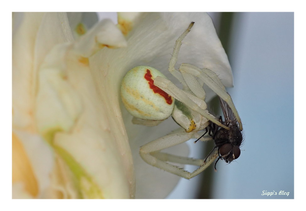 Veränderliche Krappenspinne und Fliege