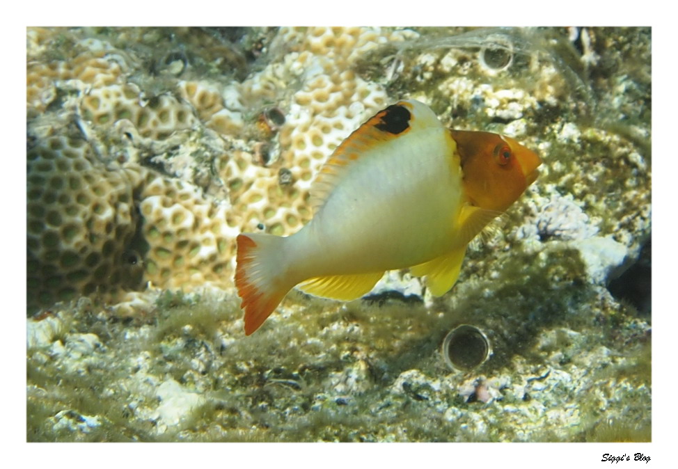 Masken-Papageifisch Baby