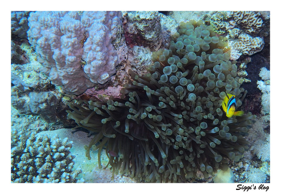 ssh14-05_07_blasenanemone_p7101073