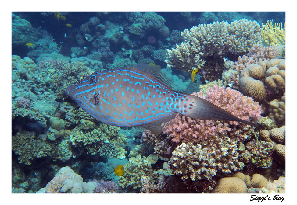 ssh14-04_07_feilenfisch_p7090776