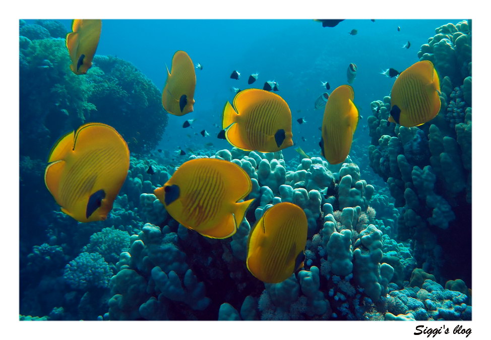 ssh14-06_13_maskenfalterfisch_p7111320