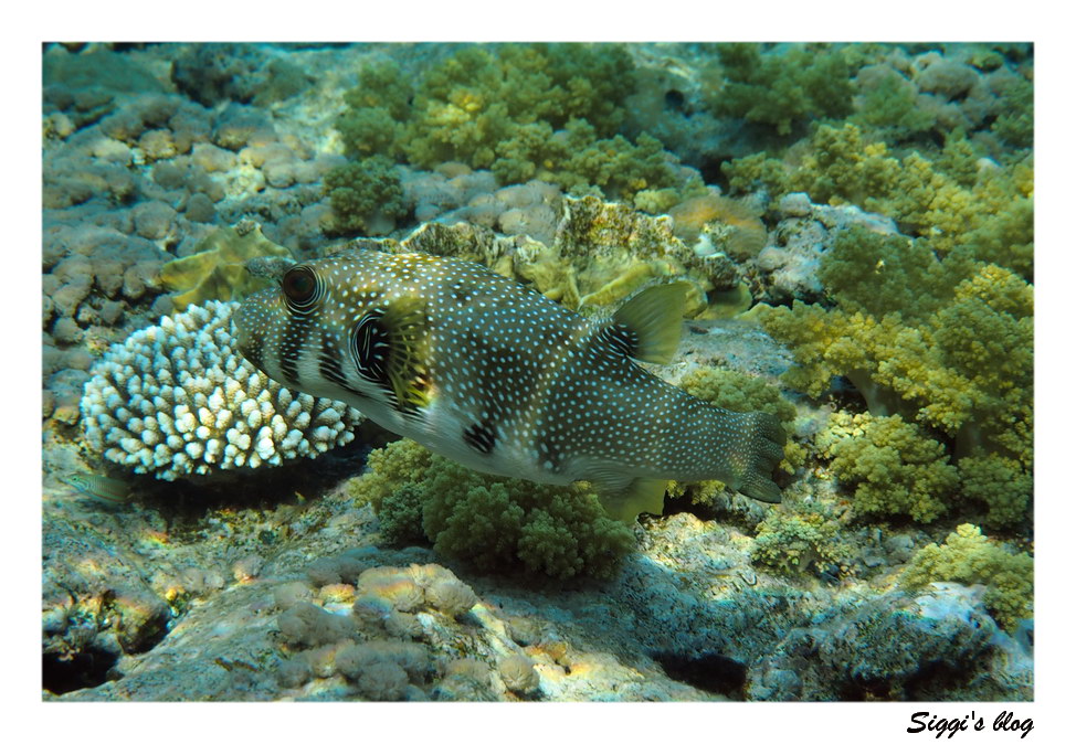ssh14-07_01_weissfleckenkugelfisch_p7121332