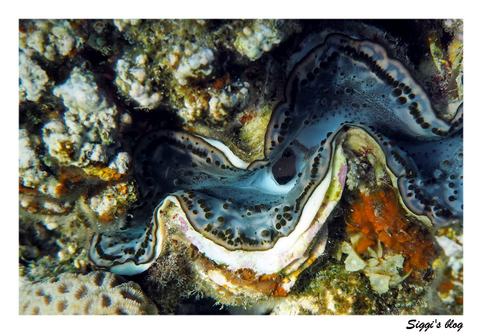 Schuppige Riesenmuschel / Giant clam