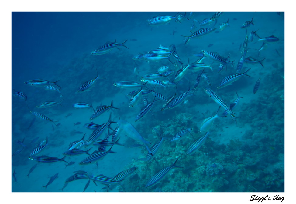ssh14-08_01_schwarzstreifenfuesellier_p7131546