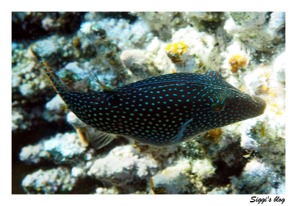 ssh14-09_18_rotmeerspitzkugelfisch_p7141833