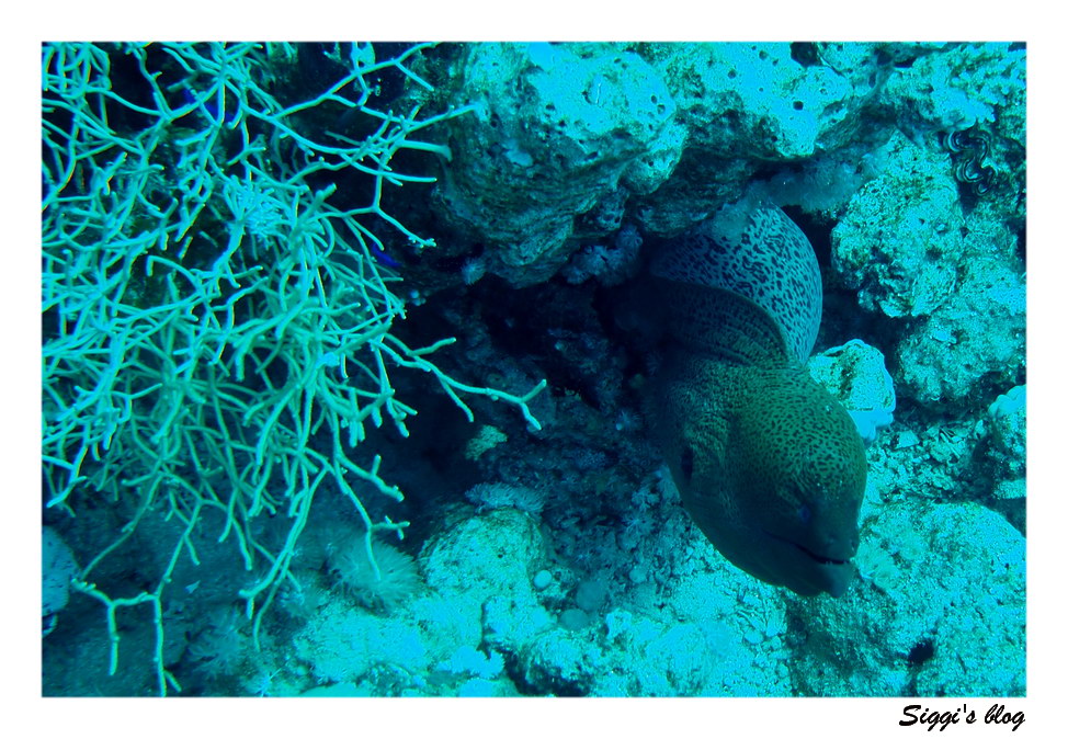 Riesenmuräne / Giant moray