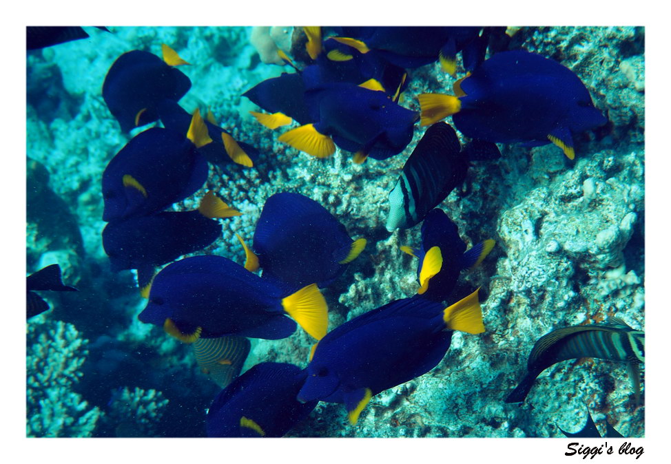 Blauersegelflossendoktor / Yellowtail tang