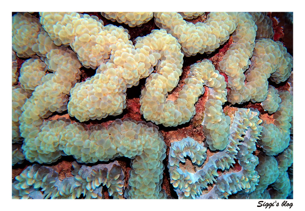 Blasenkoralle / Bubble coral