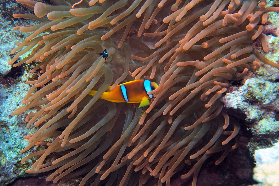ssh14-14_05_roteanemone_p7192777