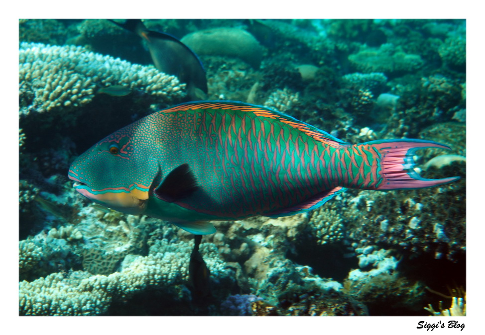 Maskenpapageifisch / Bicolour parrotfish
